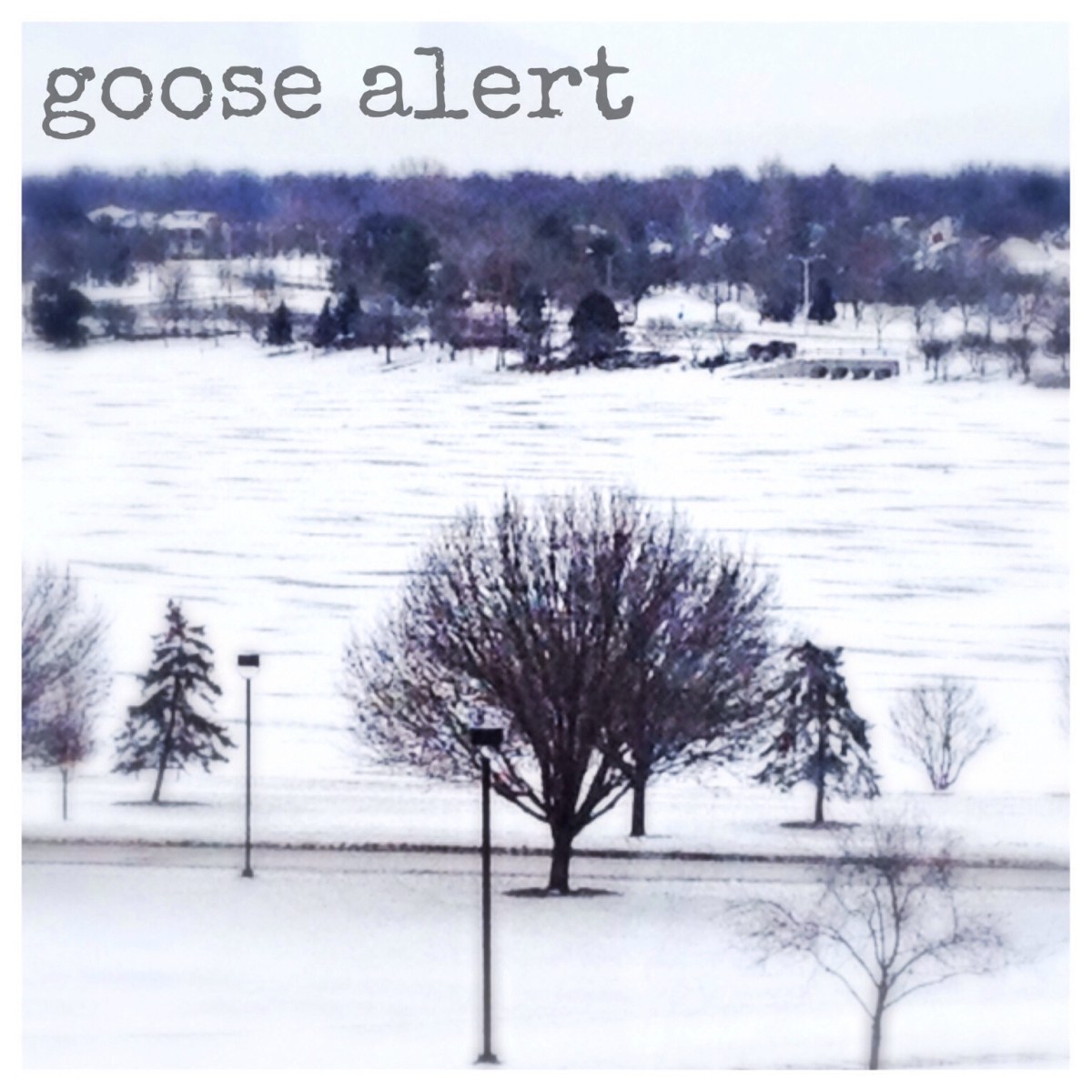 Today I am thankful for… the goose&nbsp;pond