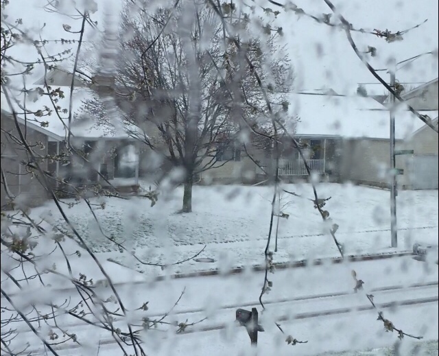 Snowing on the trees in our neighborhood