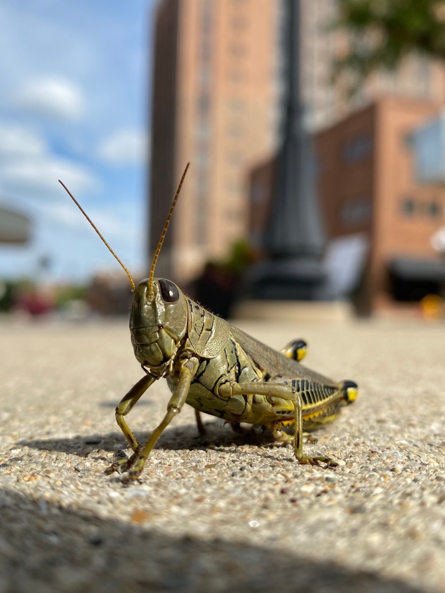 Lessons from Les: Perspective vs.&nbsp;Truth