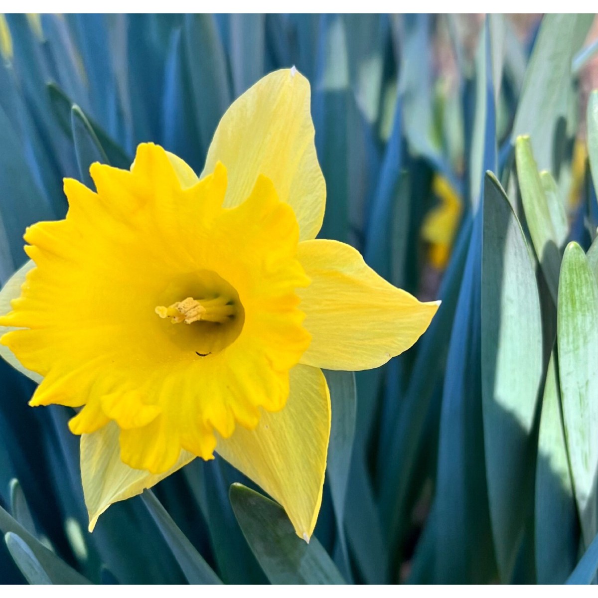 Today I am thankful for…&nbsp;daffodils.