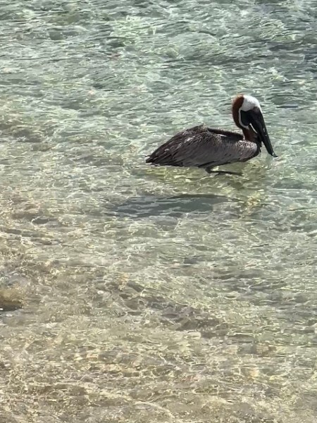 4 Lessons from a&nbsp;Pelican